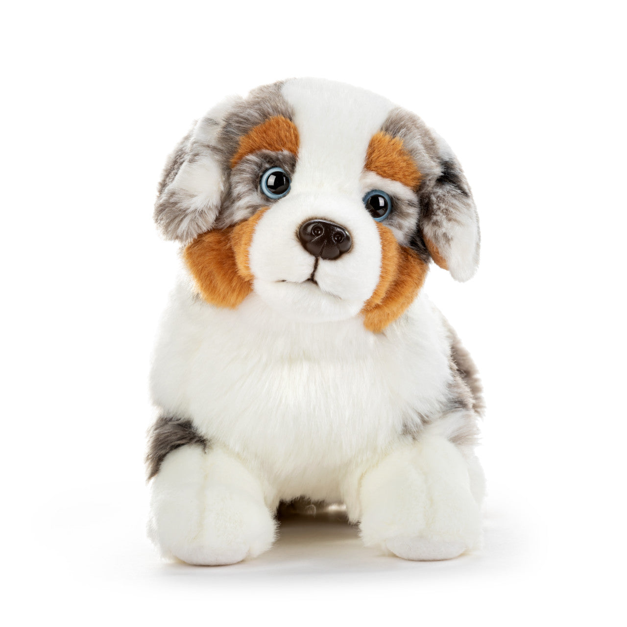 Australian Shepherd Large